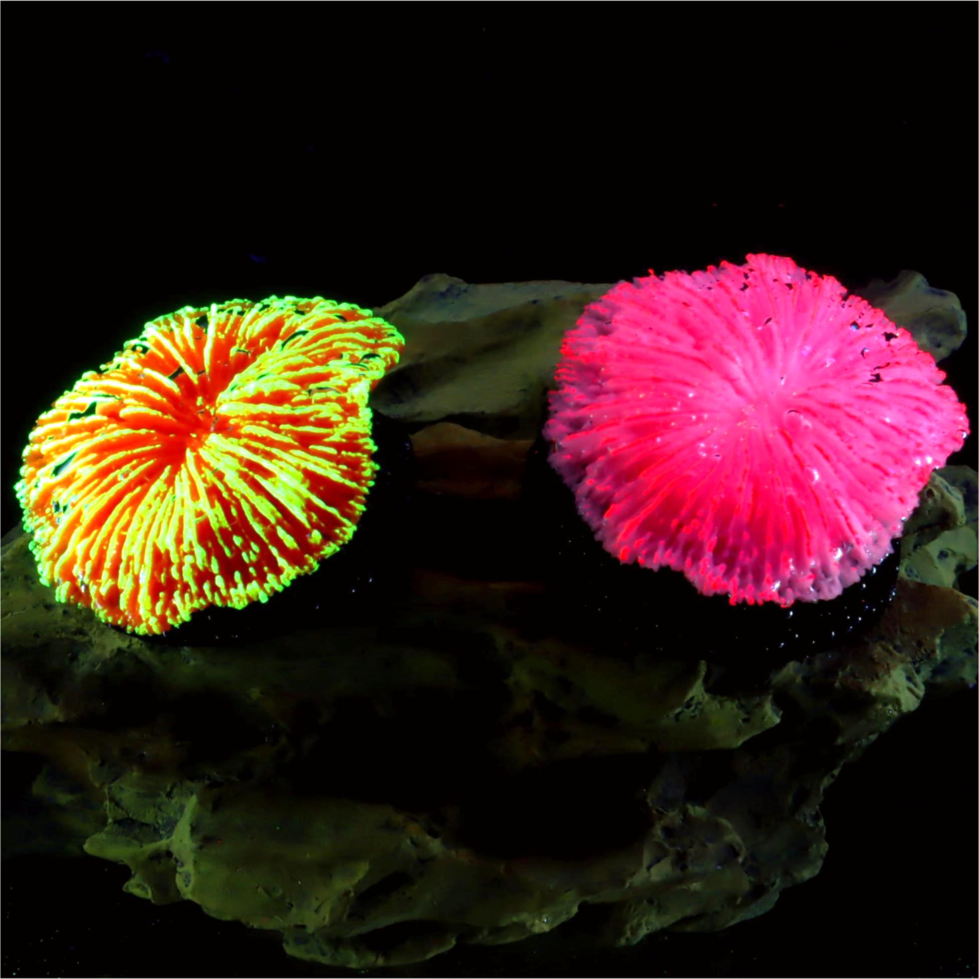 Aquarium Plants Live - 1 Buah Dekorasi Akuarium, Karang Mini