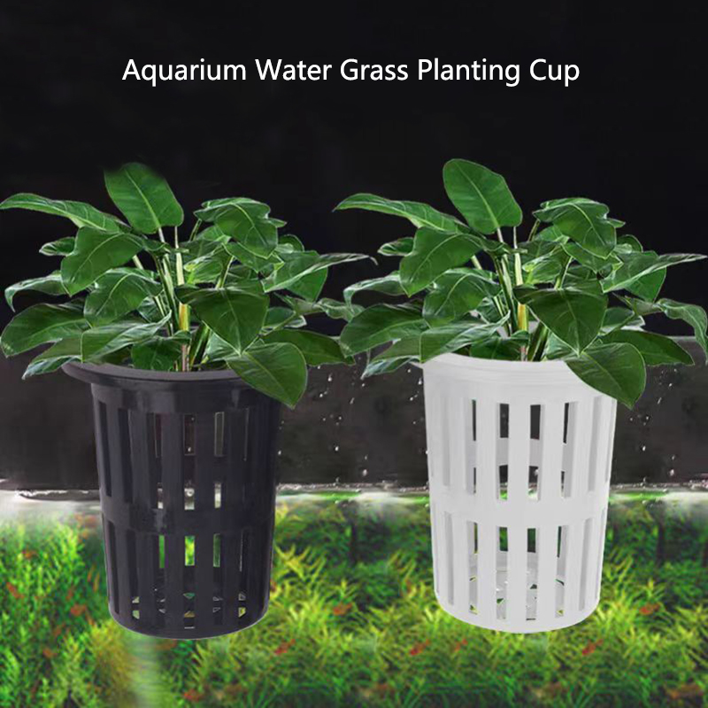 Aquarium Plants Live - 1/3 Buah Keranjang Tanaman Akuarium Penanam