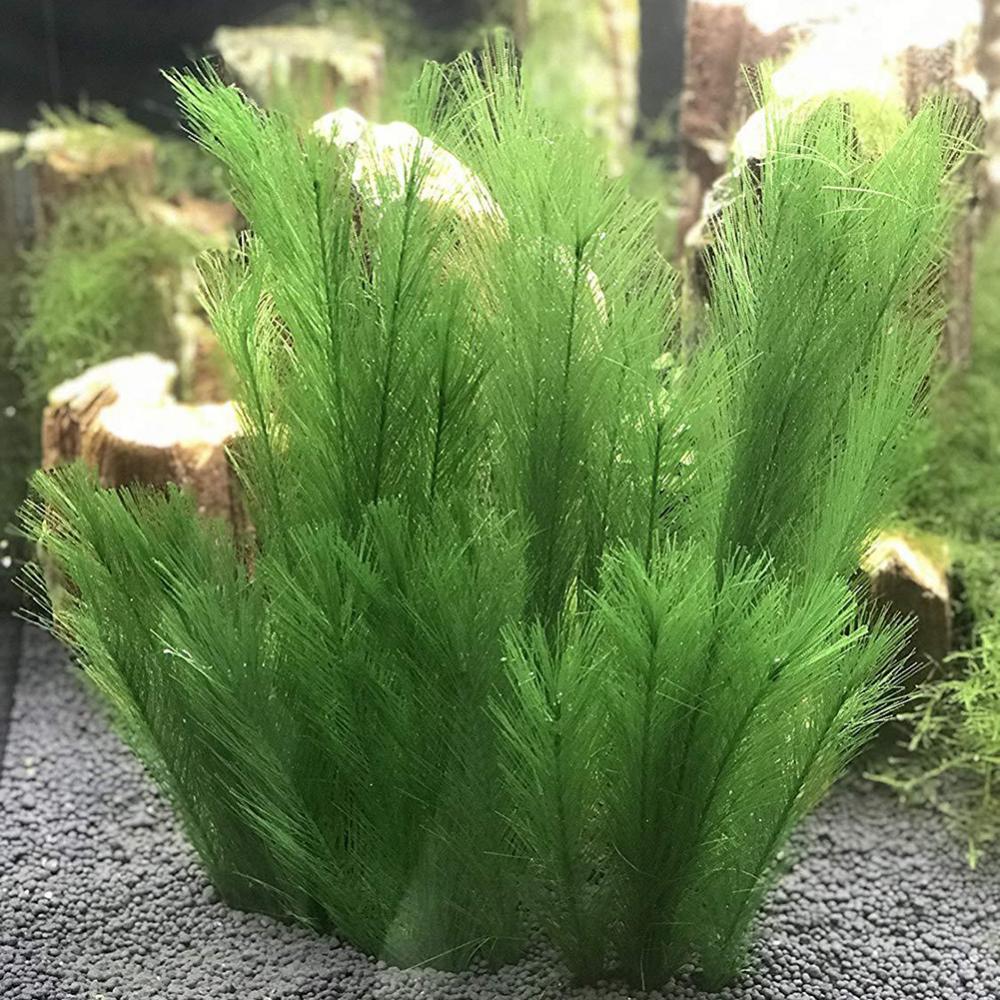 1/3 buah 28-40 cm tangki ikan  - Live Plant Aquarium ulasan dan harga