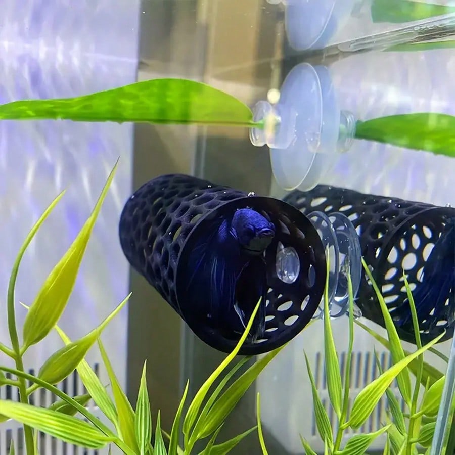Tabung Berongga Hitam Tempat P - Aquarium Plants Live ulasan dan harga