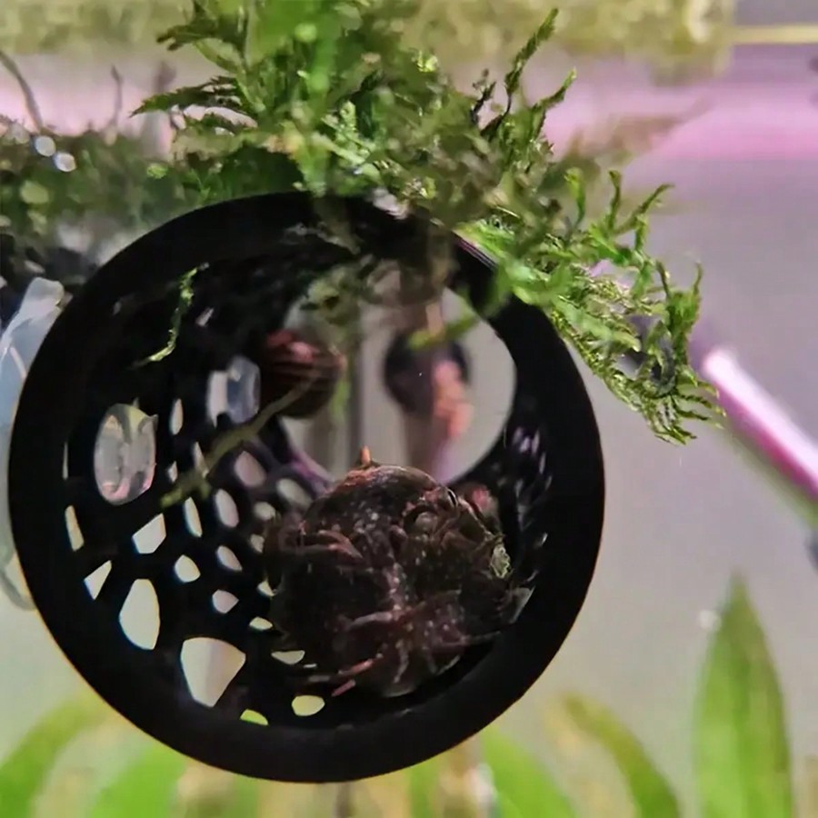 Tabung Berongga Hitam Tempat P - Aquarium Plants Live ulasan dan harga