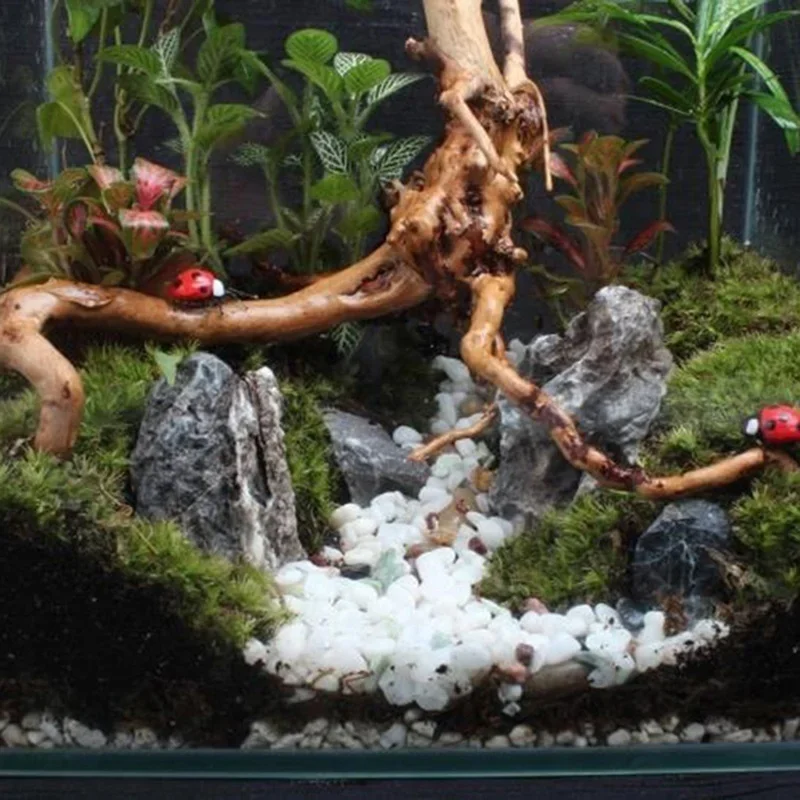 Pohon alami kayu apung akuariu - Aquarium Plants Live ulasan dan harga