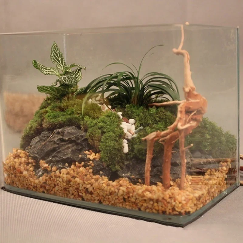 Pohon alami kayu apung akuariu - Aquarium Plants Live ulasan dan harga