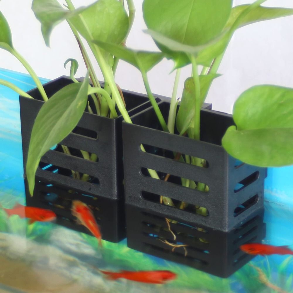Pemegang tanaman tangki ikan a - Aquarium Plant Holder ulasan dan harga