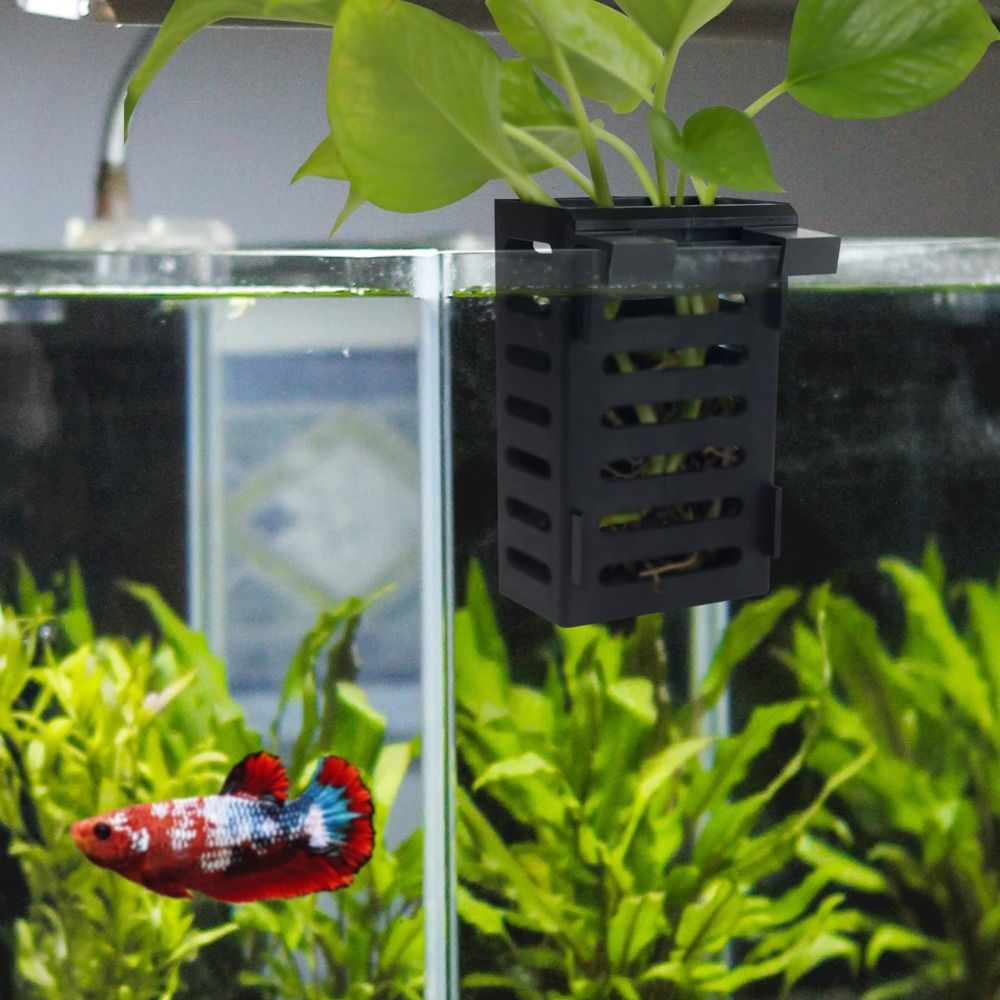 Pemegang tanaman tangki ikan a - Aquarium Plant Holder ulasan dan harga