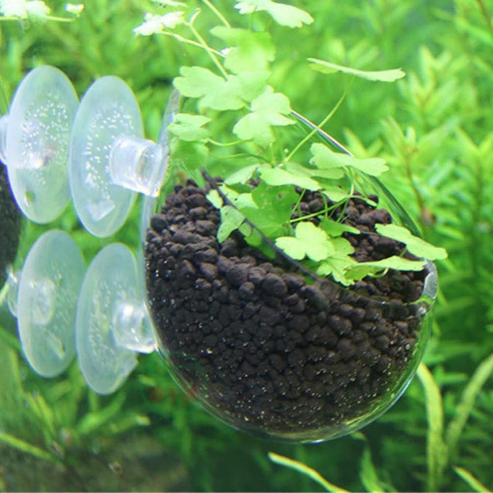 Tempat Tanaman Akuarium Kaca d - Live Plant Aquarium ulasan dan harga