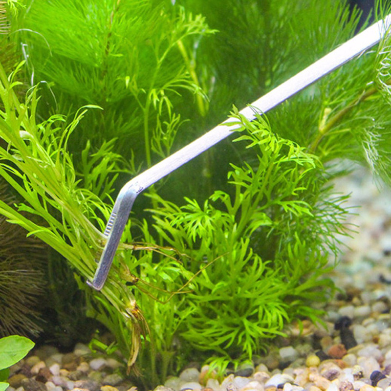 Set Peralatan Perawatan Akuari - Aquarium Plants Live ulasan dan harga