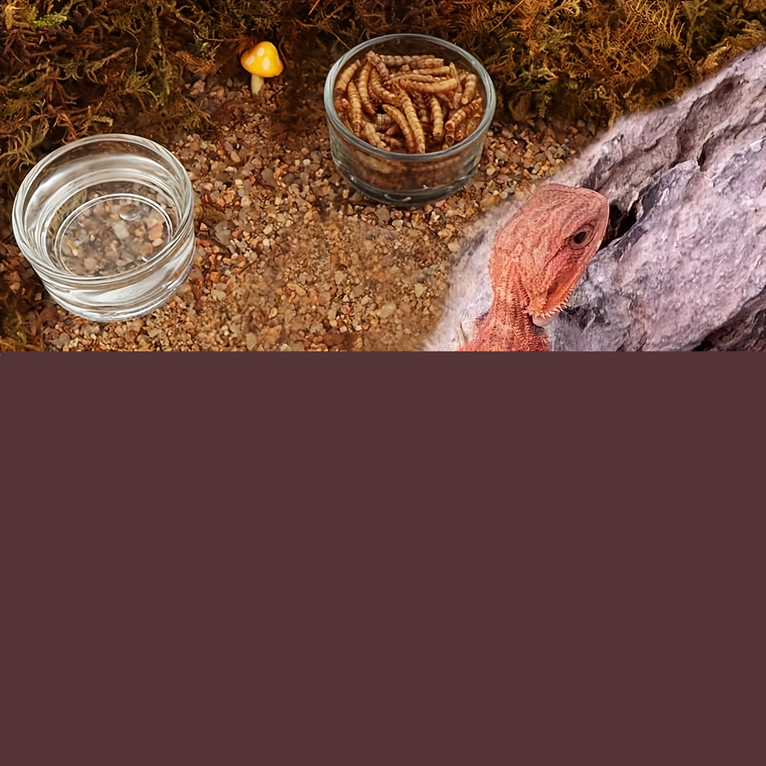 Mangkuk Pakan Udang Mini untuk - Aquarium Fertilizer ulasan dan harga