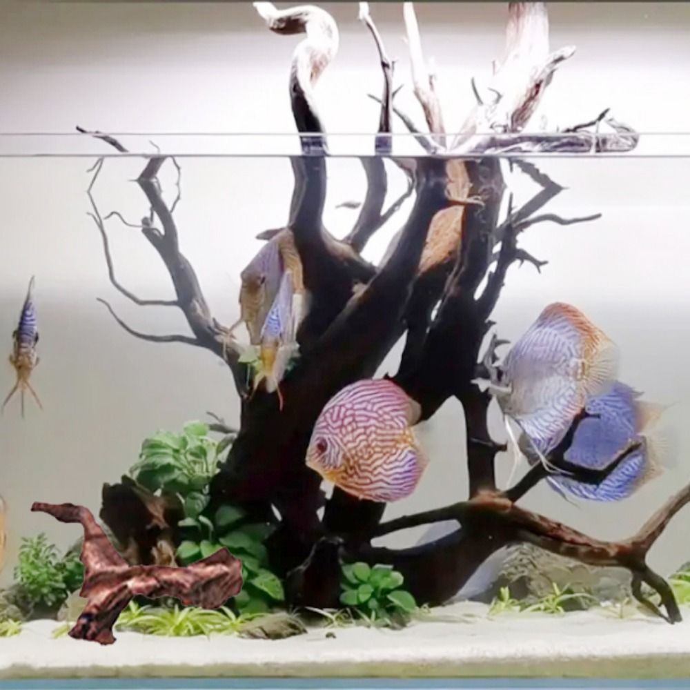 Kayu Karang Bentuk Tidak Berat - Aquarium Plants Live ulasan dan harga