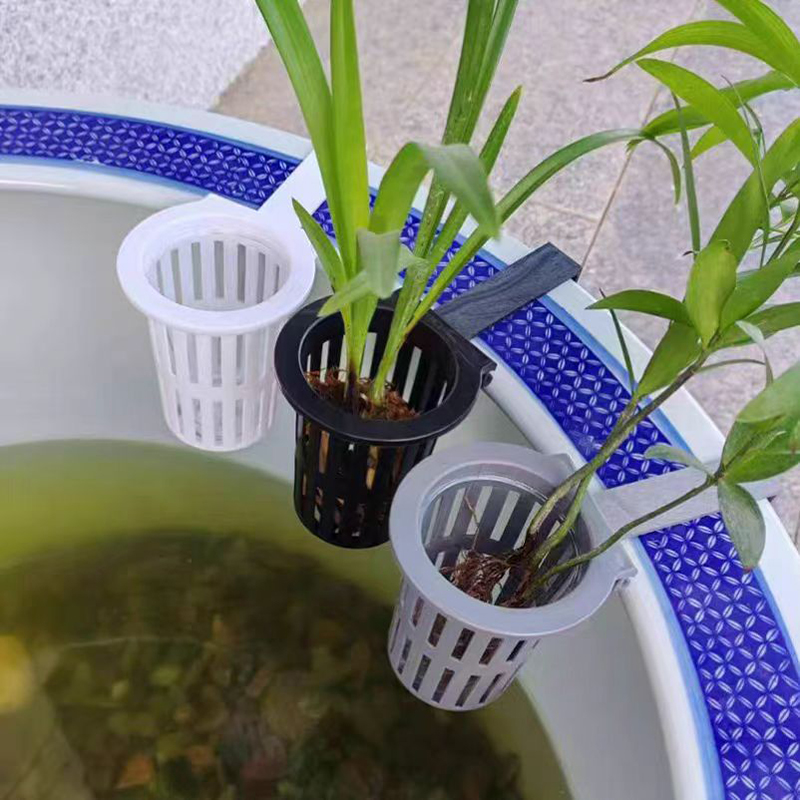 1/3 Buah Keranjang Tanaman Aku - Aquarium Plants Live ulasan dan harga