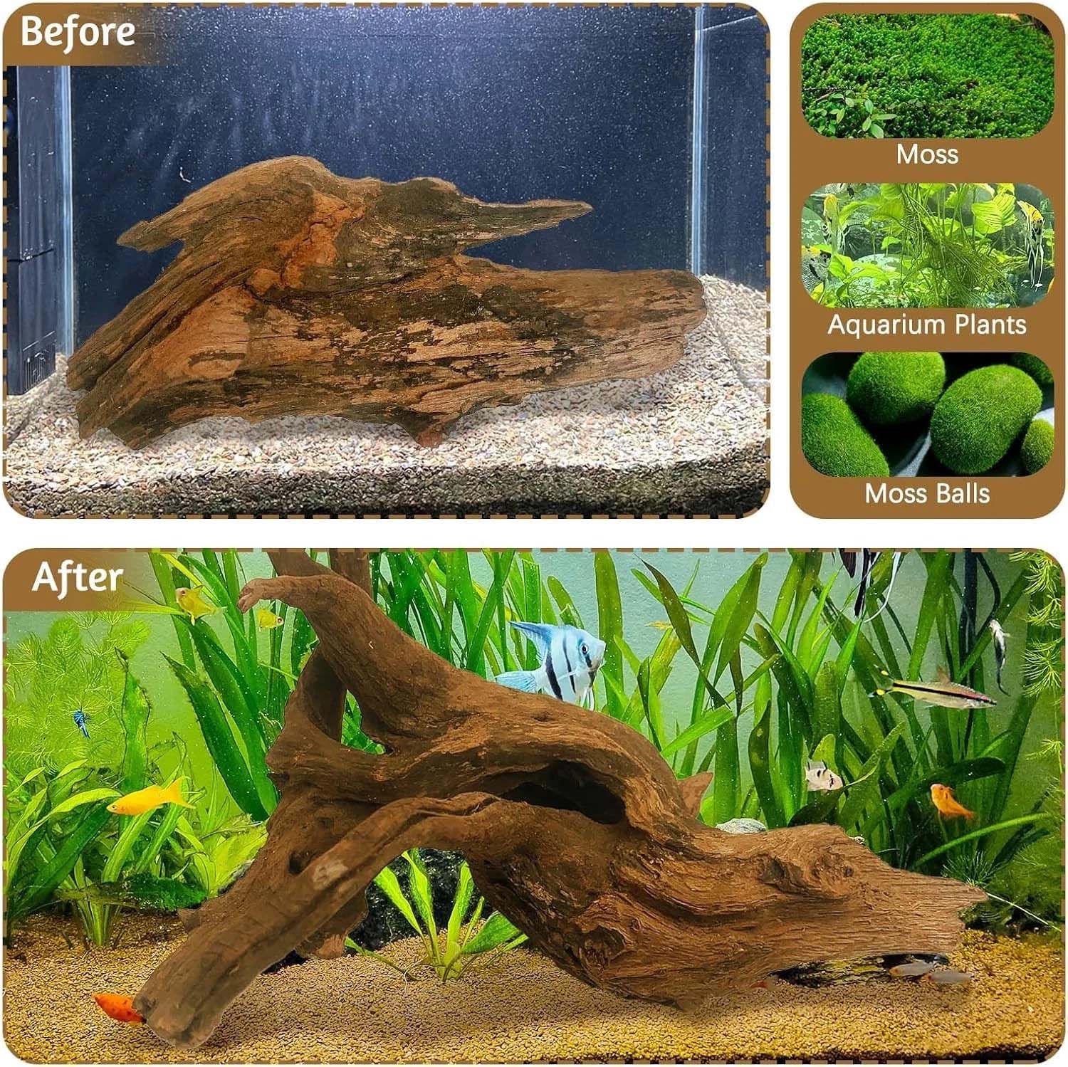 15-20CM 1Pc Dekorasi Terumbu K - Aquarium Plants Live ulasan dan harga