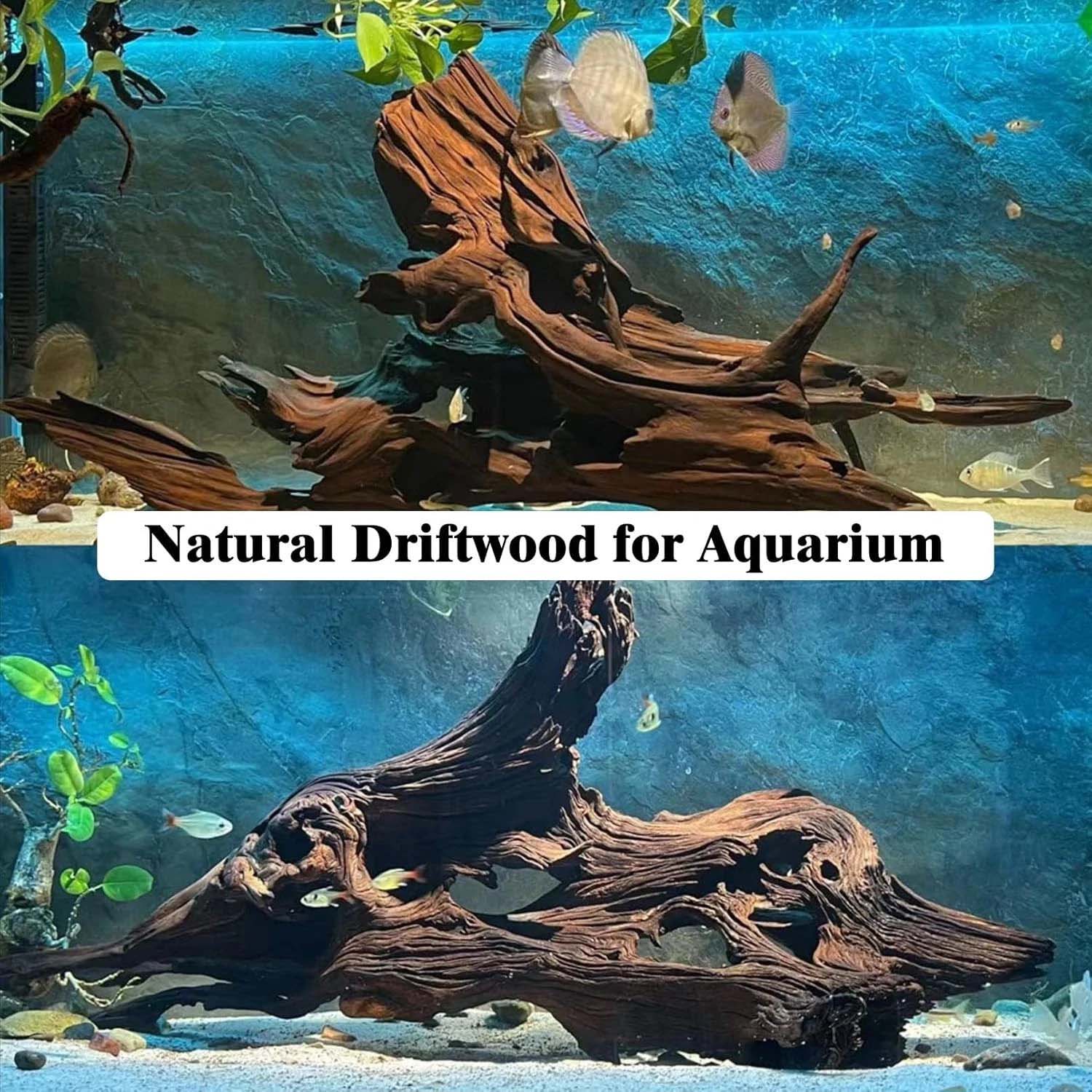 15-20CM 1Pc Dekorasi Terumbu K - Aquarium Plants Live ulasan dan harga