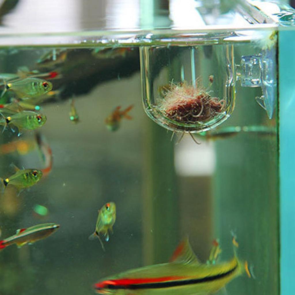 Keranjang Pemberian Makan Ikan - Aquarium Plants Live ulasan dan harga