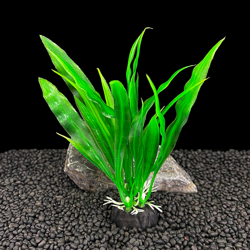6 buah Paket Tanaman Akuarium, - Aquarium Plants Live ulasan dan harga